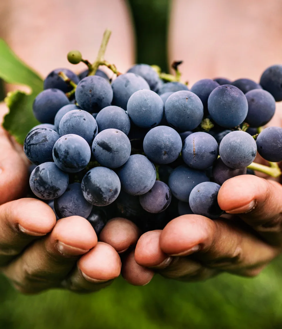 Des mains de vigneron tenant une grappe de raisin pendant les vendanges