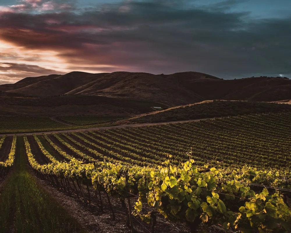 Les rangs d’un vignoble dans la lumière de fin de journée