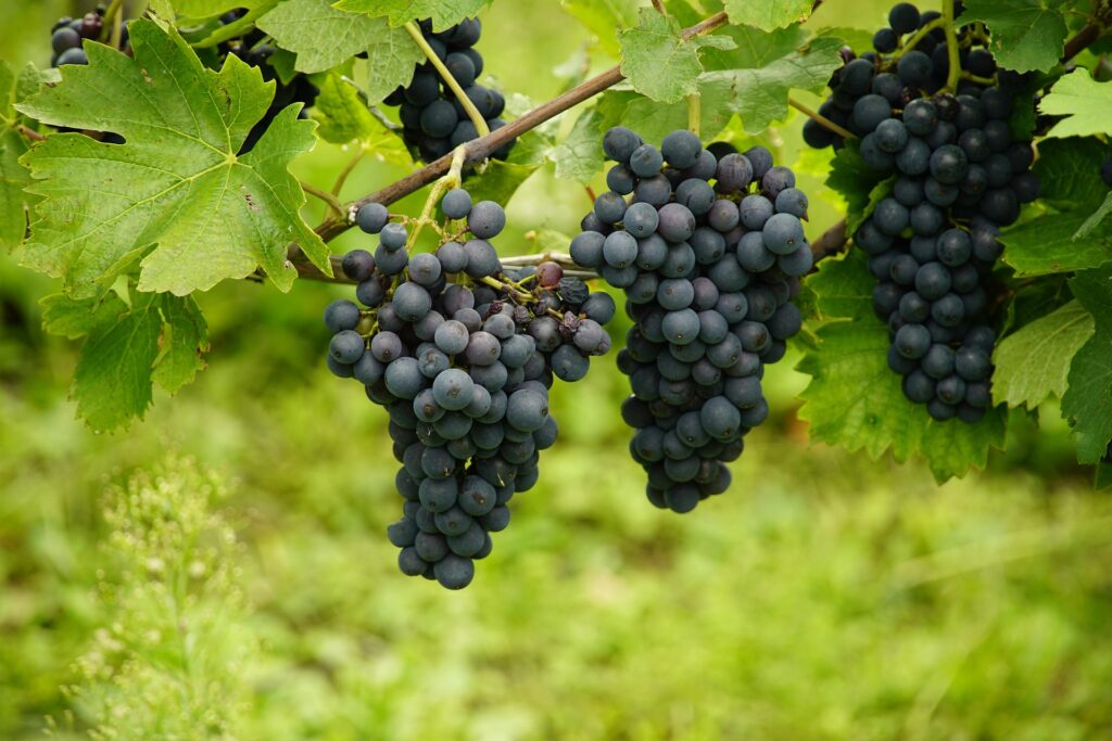 Après Les Vendanges Le Bon Moment Pour Muscler Sa Communication Globale